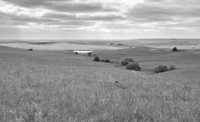 Trees of the Prairies and Great Plains photo 1