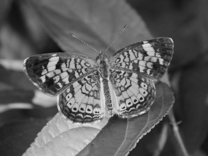 Pearl Crescent Butterfly photo 1