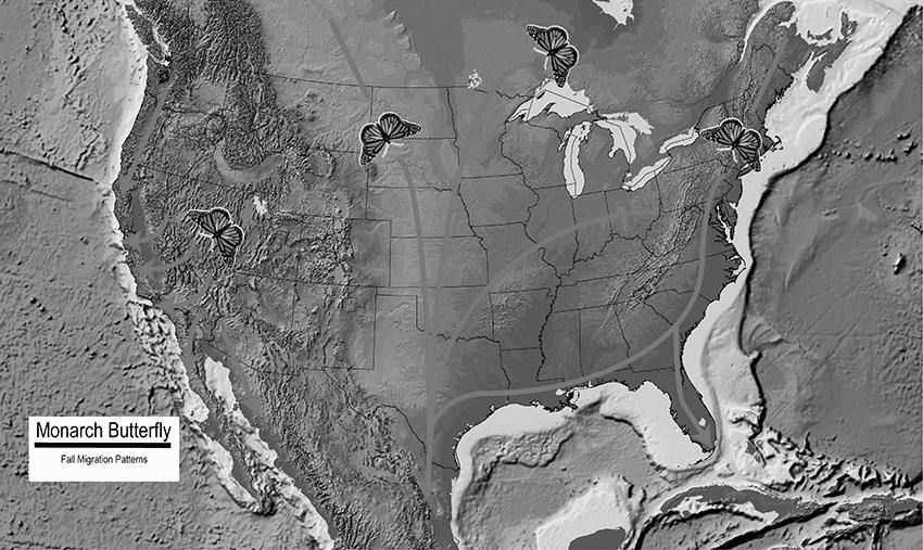 Monarch Migration South image 1
