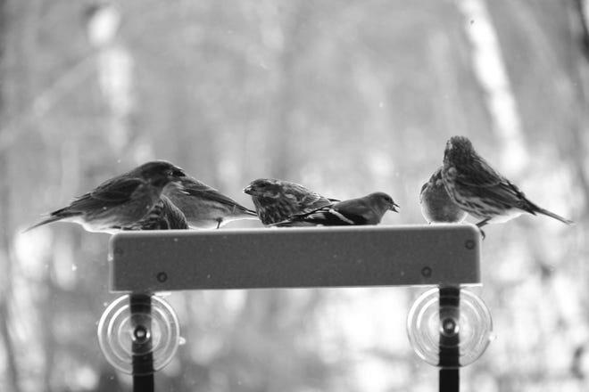The Finch Feeder What Makes Them so Special? image 1