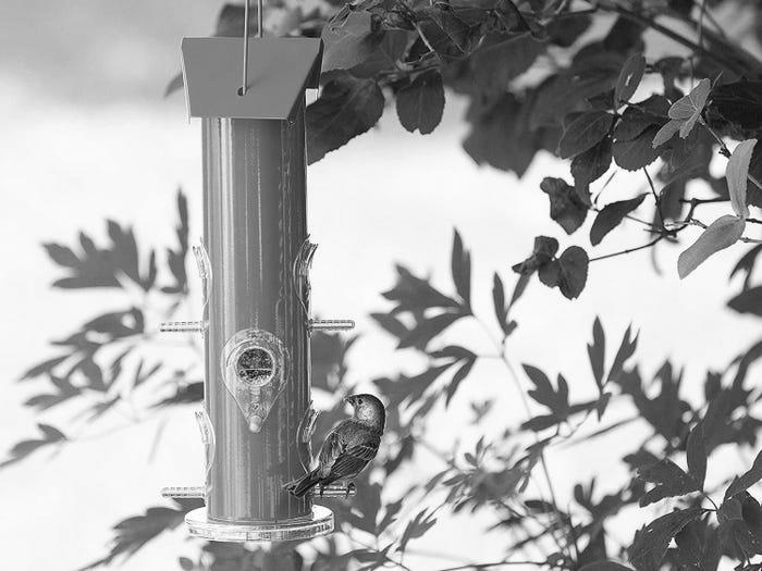 The Finch Feeder What Makes Them so Special? image 2