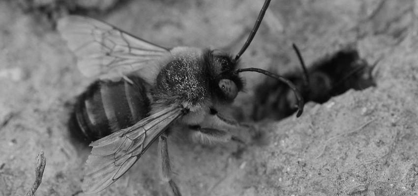 Ground Bees image 3
