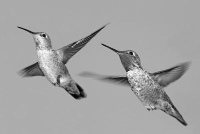 Hummingbirds Mating, The Courtship and After image 0