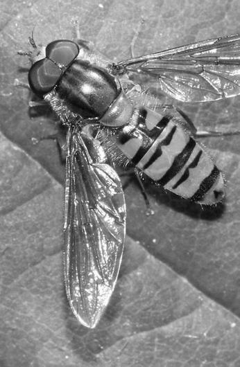 Hoverflies image 2