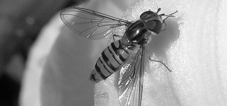 Hoverflies image 3