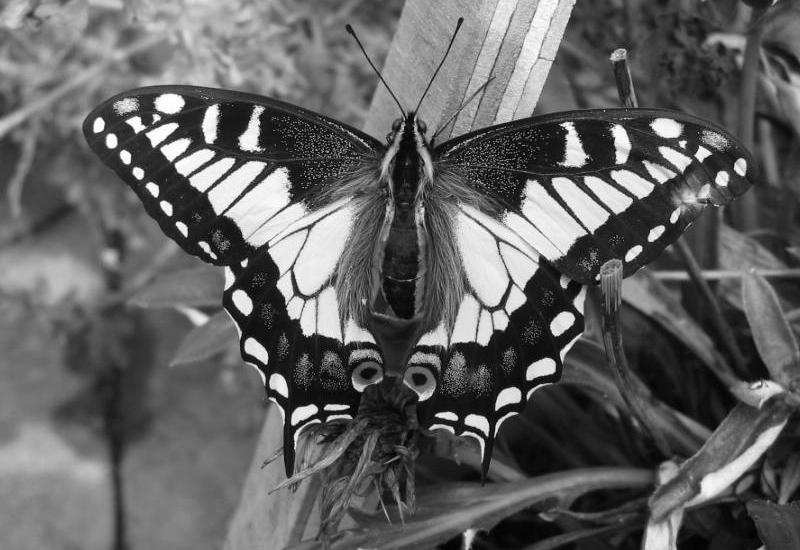Anise Swallowtail Butterfly image 1