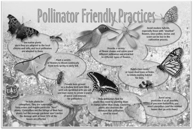 Protecting Pollinators photo 1