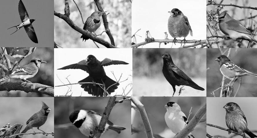 Common Backyard Birds of North America image 1