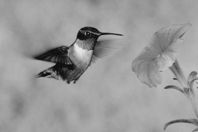 Feeding Hummingbirds Tips and Ideas photo 1