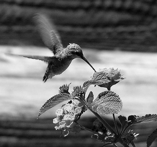 Feeding Hummingbirds Tips and Ideas photo 3