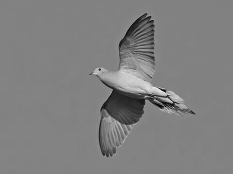 Mourning Dove image 0