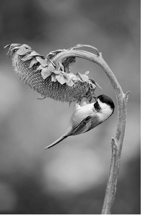 Feeding Birds Sunflower Seed image 1