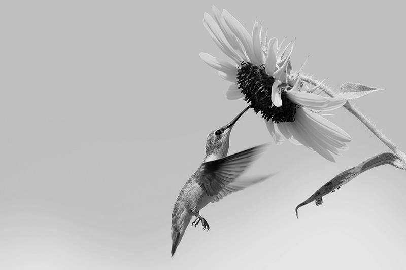 Feeding Birds Sunflower Seed image 1