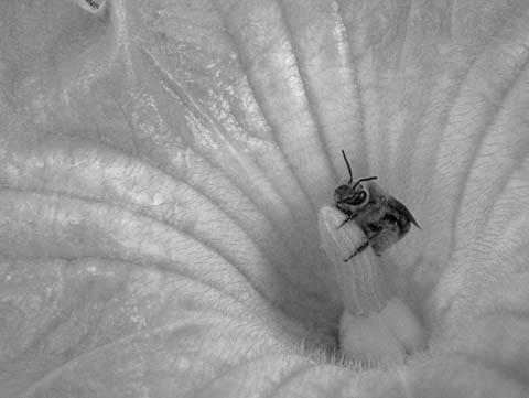 Squash Bees image 2