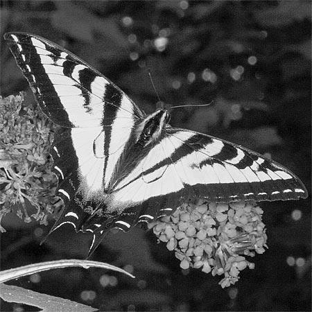 Western Tiger Swallowtail Butterfly photo 1