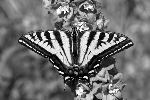 Western Tiger Swallowtail Butterfly photo 3
