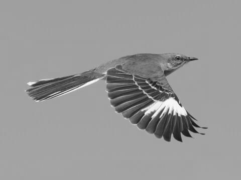 Northern Mockingbird image 2