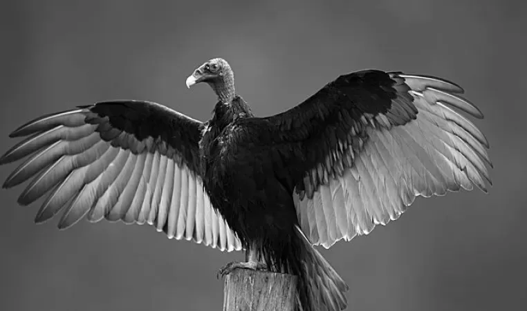 Turkey Vulture photo 1
