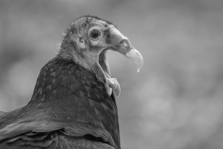 Turkey Vulture photo 3