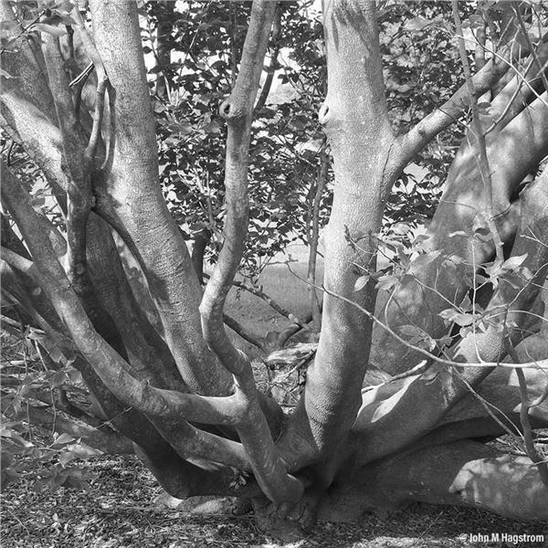 American Beech Trees Beautiful and in Trouble photo 2