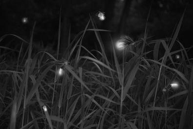 Fireflies photo 1