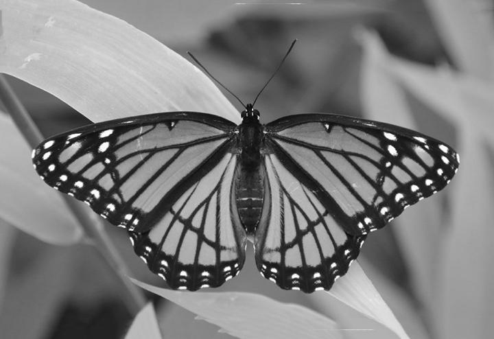 Viceroy Butterfly photo 1