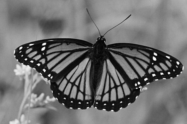Viceroy Butterfly photo 3