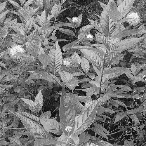 Native Shrubs of the Southeast image 1