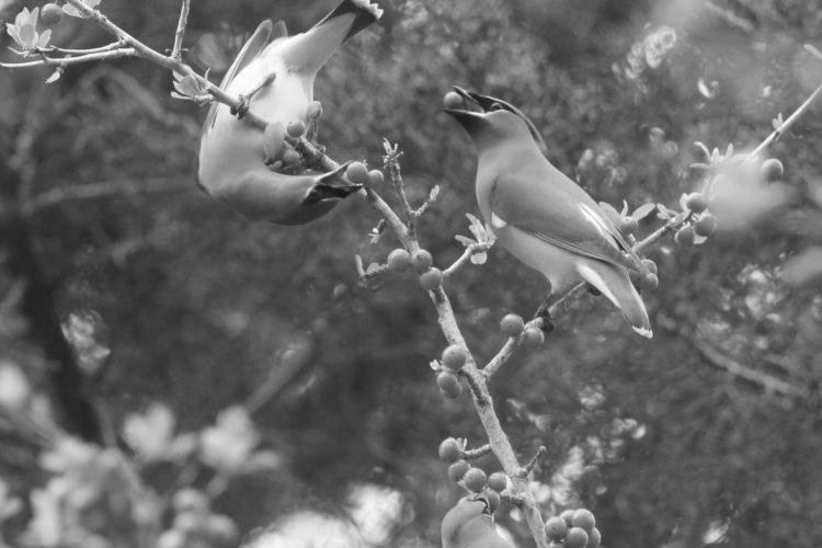 Native Trees Attract Birds and Other Wildlife photo 1