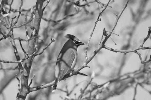 Native Trees Attract Birds and Other Wildlife photo 2