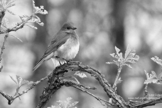 Native Trees Attract Birds and Other Wildlife photo 3
