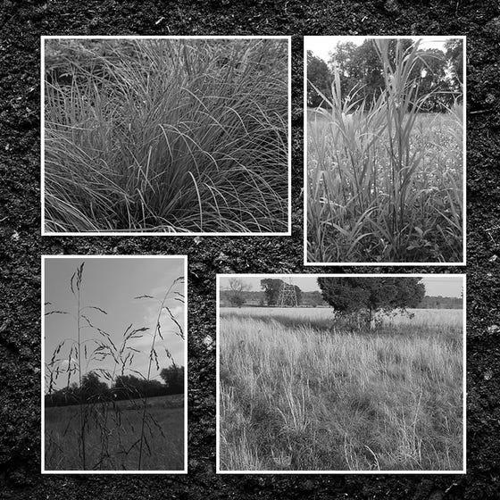 Native Grasses of the Southeast photo 2