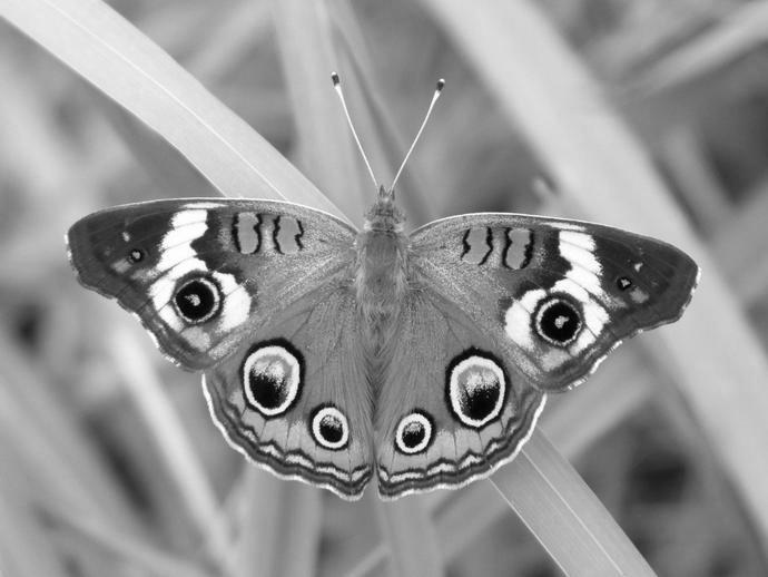 Common Buckeye Butterfly image 2