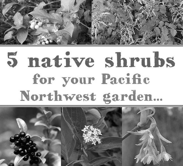 Native Flowers are Ideal for Pacific Coast, Wildlife Gardens photo 3