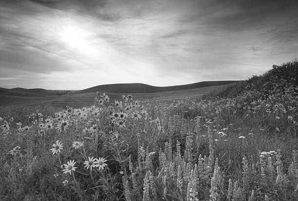 Flowers of the Prairie and Great Plains are Tough and Beautiful. image 2