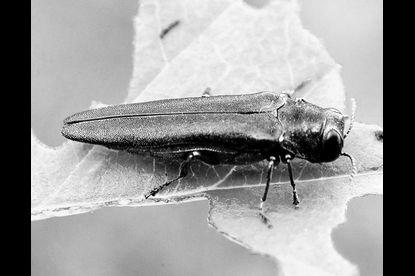 Native Ash Trees are in Trouble the War Against EAB image 1