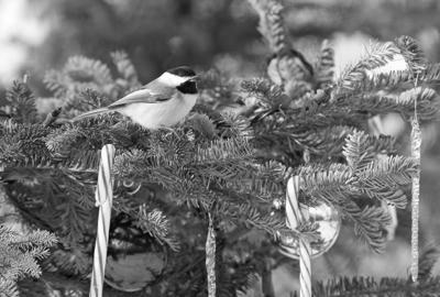 Bird Legs & and Christmas Legends Continue photo 1