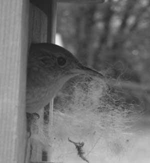 House wrens, good bird or bad bird image 3