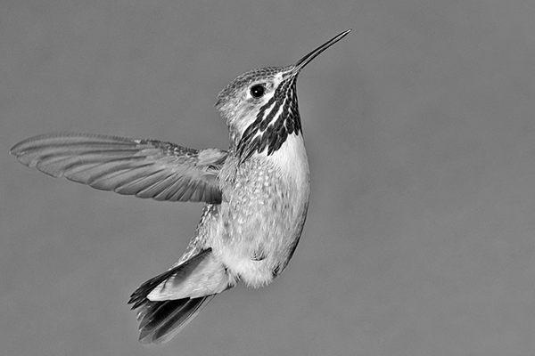 The Calliope hummingbird photo 1