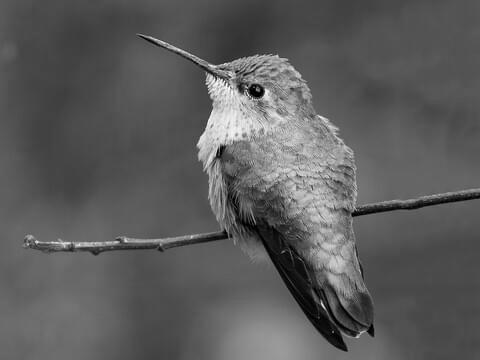 The Calliope hummingbird photo 2
