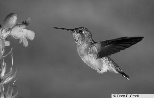 The Calliope hummingbird photo 3