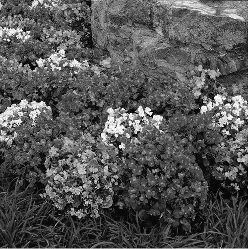 Begonias and Impatiens photo 1