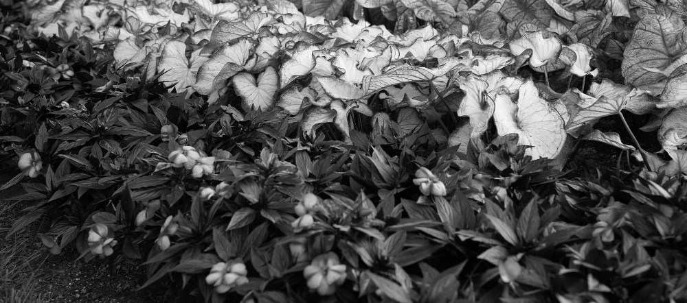 Begonias and Impatiens photo 3