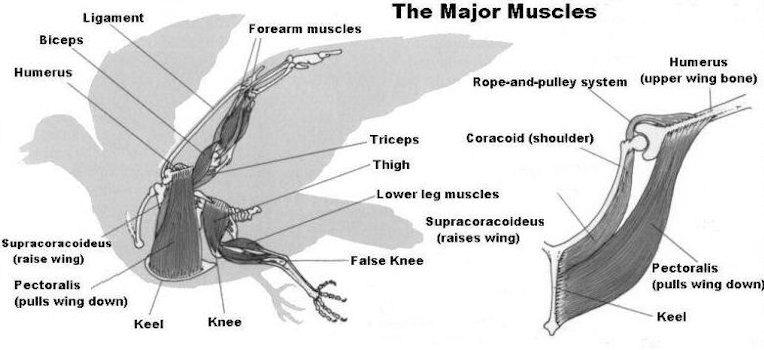 Bird Muscles, How and Why photo 1