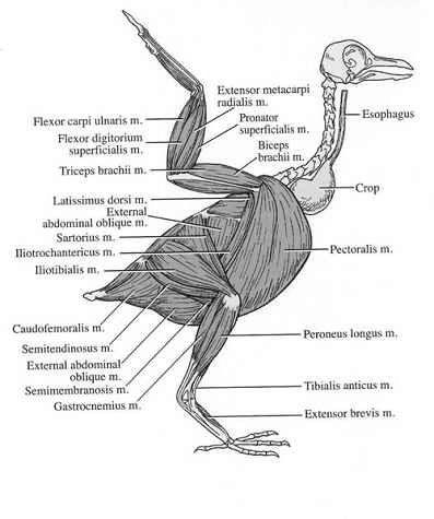 Bird Muscles, How and Why photo 3