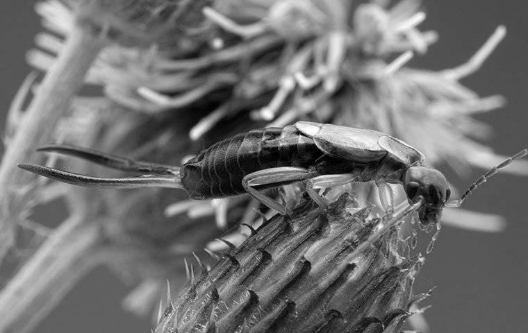 Earwigs, What to Know photo 2