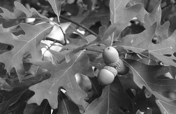 Acorns and Oak Trees photo 2