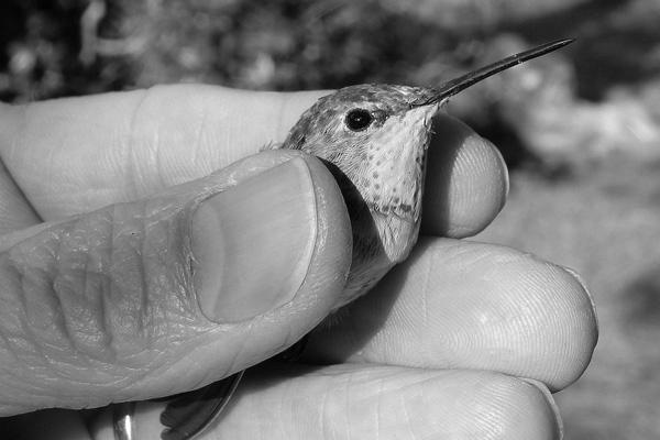 Rufous Hummingbird Profile photo 1