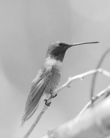 Rufous Hummingbird Profile photo 3