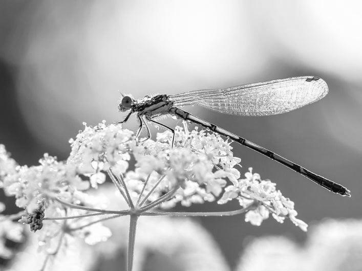 Dragonflies image 1